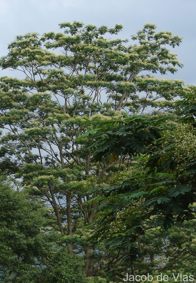 Falcataria falcata (L.) Greuter & R.Rankin